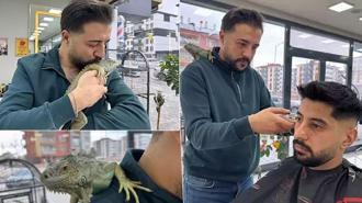 Müşterilerini, omzunda iguana ile tıraş ediyor