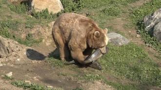 Uykusu kaçan ayılar, 9 kiloluk levrekleri afiyetle midelerine indirdi