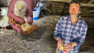 Yer: Çankırı! Yumurtadan çıkan civcivi görenler şaştı kaldı