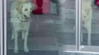 Sarıyer'deki bankada 'beyaz' panik! Alarm devreye girdi gerçek şaşkına çevirdi