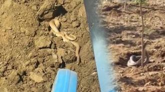 Bir kentte yılan istilası: Yolda ve tarlada görüldüler: Metrelerce uzunlukta...
