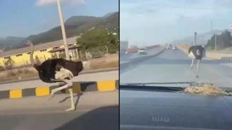 Deve kuşunu trafikte gören vatandaşın şaşkınlık yaşadığı anlar gülümsetti