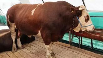 Kurban pazarının gözdesi 'şampiyon' oldu! Tam 1 ton 150 kilo ağırlığında