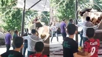 Kızgın boğa kasaba dehşeti yaşattı!
