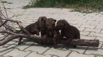 Yaylada bulundular, üniversiteye taşındılar! 'Görürseniz sakın dokunmayın'
