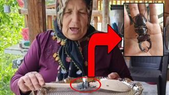 Parmak büyüklüğünde geyik böceği görüldü! Cezası 557 bin TL