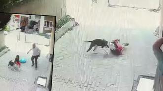 Ataşehir'de korku dolu anlar! Pitbull cinsi köpek çocuğa saldırdı