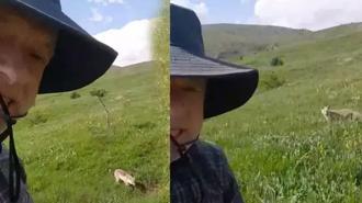 Mantar toplamaya çıktı, tilkiyle dost oldu