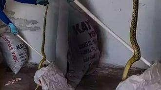 Evden çıkan dev yılan korkuttu
