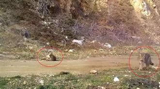 Nesli tehlike altında! Fotokapana yakalandı: Şimdi keyif zamanı
