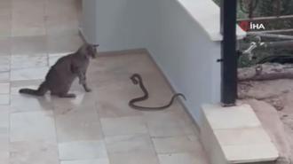 Kedi ile yılanın apartman girişindeki ilginç mücadelesi kamerada