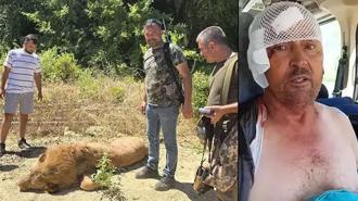 Aslanın saldırdığı vatandaş yaşadığı korku dolu anları anlattı