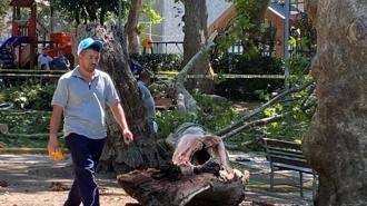 Korkunç olay! Ağacın kopan dev dalı insanların üzerine düştü