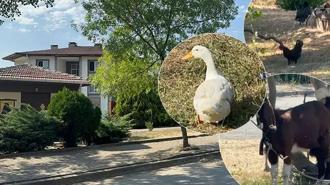 Yalova’da tepki çeken hayvan besleme yasağı! Belediyeden açıklama geldi