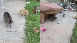 Kedilerin yavru yılanla oyunu kamerada