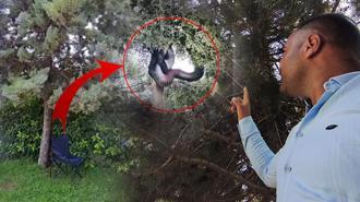 Devasa yılanın beslenme saati: Ağaçtan tuhaf sesler geldiğini duydu, gördüğü manzarayla dehşete kapıldı