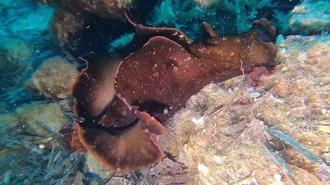 Saros Körfezi’nde 'İspanyol dansçısı' balığı görüntülendi