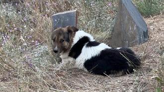 Mezar başında nöbet: Vefalı köpek ölen sahibinin mezarını terk etmiyor