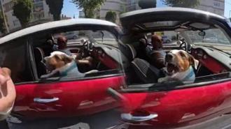 Hayatının şokunu yaşadı! Sevmek istediği köpek bir anda...