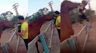 At babasının kucağındaki çocuğu ısırarak alıp 3.5 metre havaya fırlattı! Kan donduran an