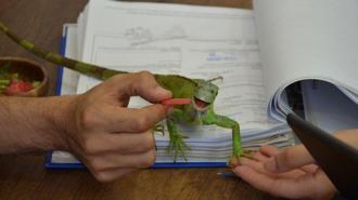 İguana ‘İgor’, hukuk bürosunun maskotu oldu