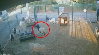 Başına poşet geçen keçinin sürüsünü korkuttuğu anlar izleyenleri güldürdü