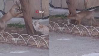 Bilecik'te tilki ve kedinin oyunu görenleri gülümsetti