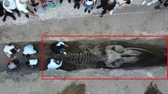 Çıkarılması bir hafta sürdü, tam 16 metre! Böylesi ilk kez yaşanıyor