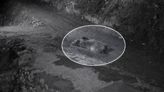 Mahalleliyi canından bezdiren ayı! Eve girip karnını doyurdu, kapıda yatarken ev sahibine yakalandı