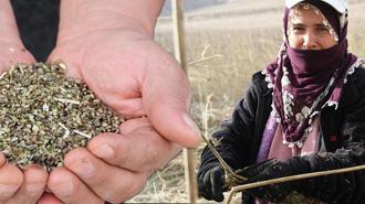 Çiftçinin yeni umudu! Deneme amaçlı ekildi, ilk hasat yapıldı: ‘Tuğla ve silah sanayisinde kullanıldığını öğrendik’
