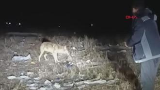 Arazide karşılaştığı kurdu eliyle besledi