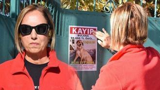 Kayıp köpek Yaşar için seferberlik: Sahibi sokak sokak dolaşıyor! Bulana 50 bin TL
