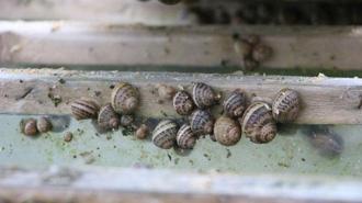 Trabzon'dan dünyaya 'Googlis'