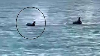 Saros’ta kıyıya yakın yüzen yunus görüntülendi