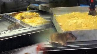 İzmir'den iğrenç görüntü! Fare böreklerin arasında cirit attı: İşletmeden şok savunma