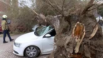 İstanbul’da dev ağaç 4 aracın üzerine çöktü