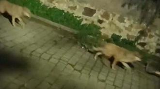 Tatil cenneti 3 ilçede tedirginlik eden görüntü! Gece ortaya çıkıyorlar: Çöp konteynerlerini kapalı tutun