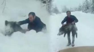 Sinop'ta bir vatandaş yaban domuzu sürüsüne dalıp eliyle yakaladı