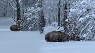 Kuzuyayla Tabiat Parkı'nda görüntülendi! ‘Karlar içinde salınan bir güzellik’