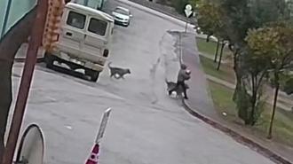 Adana’da kurt köpeği dehşeti! İki kez yere düştü, son anda kurtarıldı