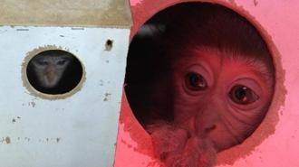 Türkiye onu bu kolinin içinde tanımıştı! Fıstık’tan haber var