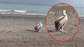 Sahilde gizemli misafir: Atakum'da ilk defa gördüm