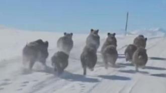 Mahalle yakınına indiler! Yiyecek sıkıntısı çeken domuzlar...