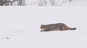 Avlanırken kameraya yakalandı! Belgeselleri aratmayan görüntü...
