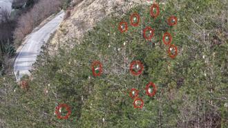 Piknikçiler dikkat! Ağaçları sardı, tedirginlik başladı: ‘İnsanlarla temas ettiğinde alerjiye yol açar’