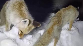 Mahalleli şoke oldu! Eksi 30 derecede en acı tablo: Heykel gibi ayakta donduğunu fark ettik