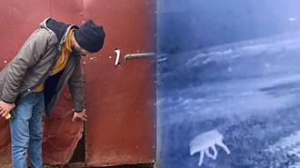 Sis çöktü, felaket geldi! Bir gecede 200 koyun öldü: 'İlk kez böyle bir olayla karşılaştım'