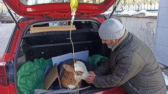 5 günlük buzağısı hastalanınca veterinere koştu! Yürek ısıtan an: İyi gelmiş gibi görünüyor