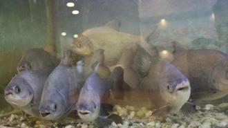 8 adet pirana balığı 12 yıldır kelle paçayla besleniyor