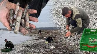 Mersin’de fırtına sonrası binlerce kargı midyesi sahile vurdu